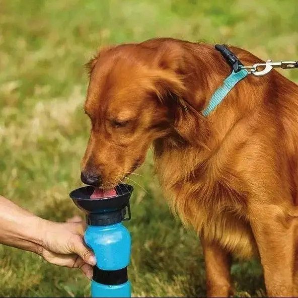 Поилка для собак дорожная переносная Aqua Dog 537 мл портативная бутылка для крупных и мелких собак FS-97